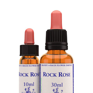 岩薔薇 Rock Rose