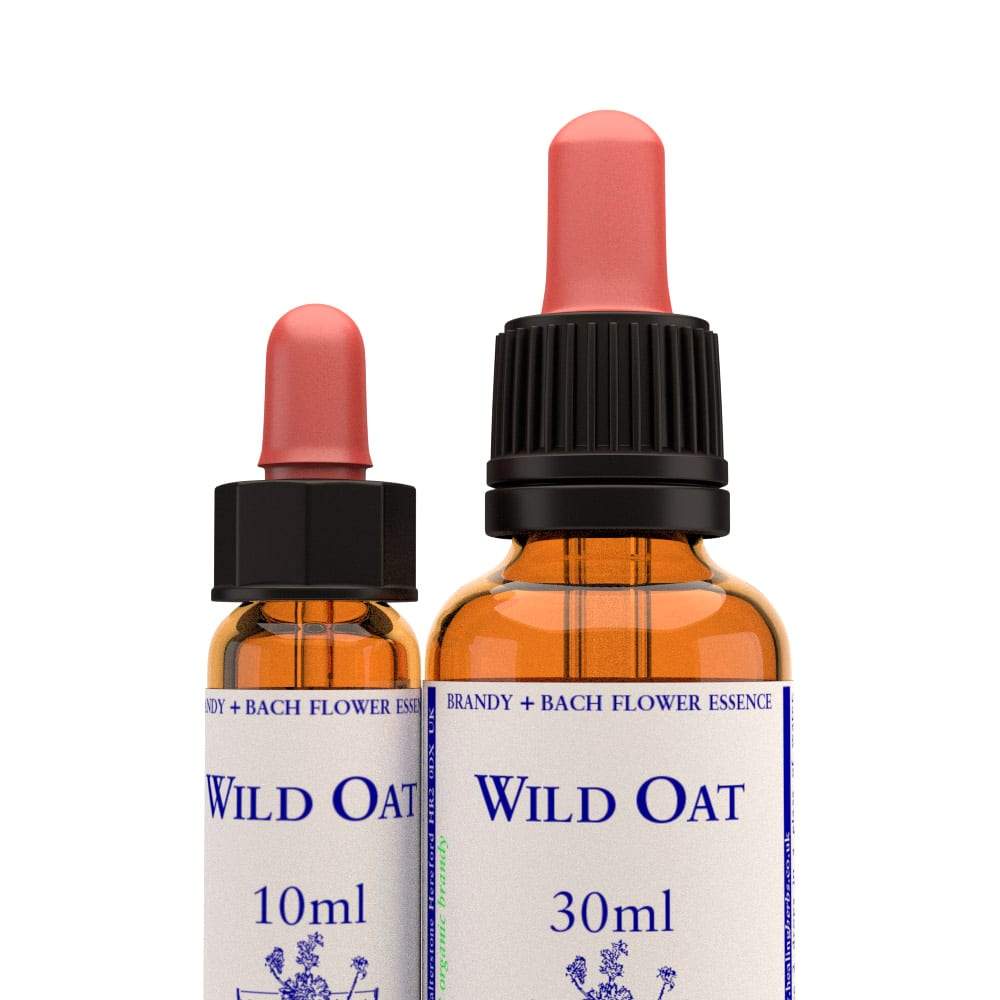 野燕麥 Wild Oat